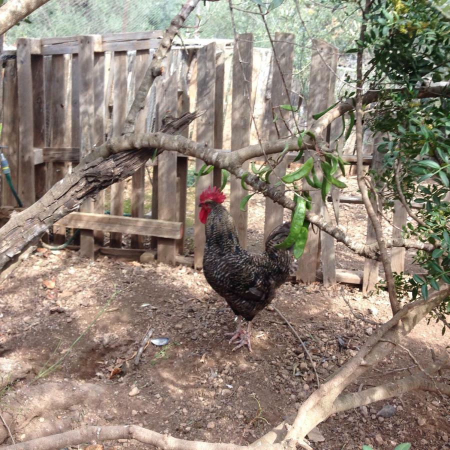 Finca Florecer Tivenys Экстерьер фото